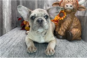 Neville - puppy for sale