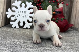Easton - French Bulldog for sale