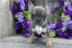 Tracy - French Bulldog for sale