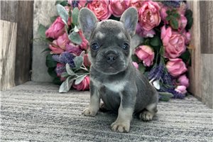 Felicia - French Bulldog for sale