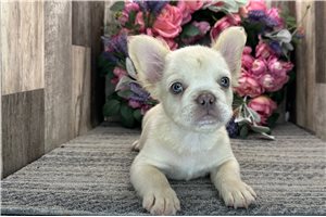 Ruth - French Bulldog for sale