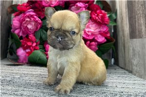 Job - French Bulldog for sale