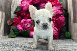 Malone - French Bulldog for sale