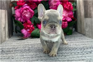 Andrew - French Bulldog for sale