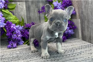 Voltage - French Bulldog for sale