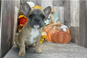 Bingo - puppy for sale