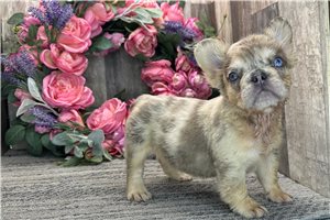 Rebecca - French Bulldog for sale