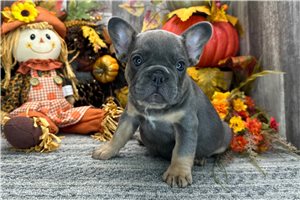 Amanda - French Bulldog for sale