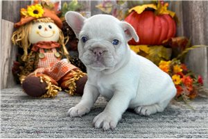 Barbie - French Bulldog for sale