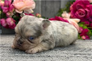 Rebecca - puppy for sale
