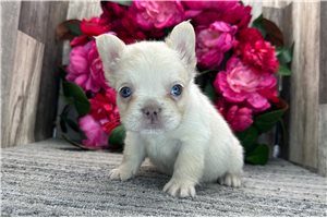 Ruth - French Bulldog for sale