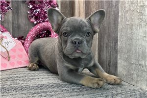 Rebecca - French Bulldog for sale