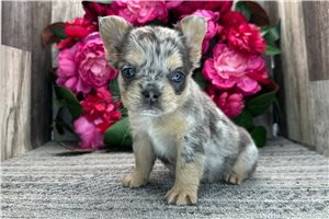 Eve - French Bulldog for sale