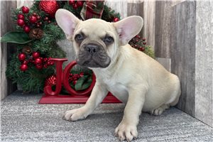 Chuck - French Bulldog for sale