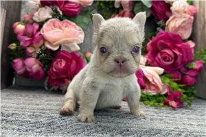 Abigail - French Bulldog for sale