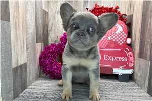 Ember - French Bulldog for sale