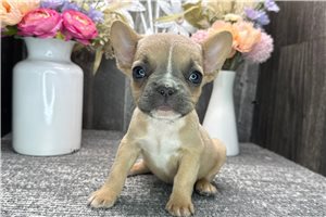 Tango - puppy for sale
