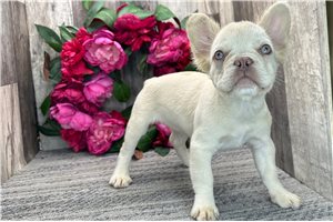 Sarah - French Bulldog for sale