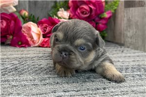 Moses - French Bulldog for sale