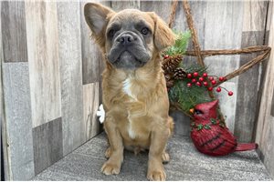 Turner - French Bulldog for sale