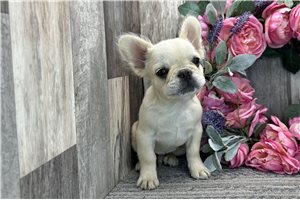Malone - French Bulldog for sale