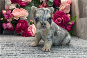 Eve - puppy for sale