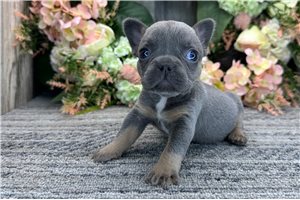 Sophia - French Bulldog for sale