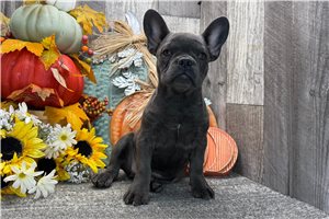 Beverly - puppy for sale