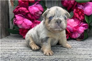 Fawn - puppy for sale