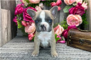 Theodore - French Bulldog for sale