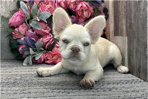Sarah - French Bulldog for sale