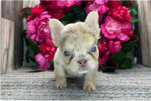 Abigail - French Bulldog for sale