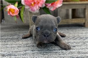 Sammy - puppy for sale