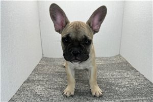 Drew - French Bulldog for sale