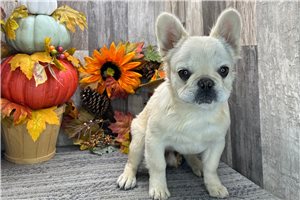 Malone - French Bulldog for sale