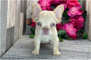 Lydia - French Bulldog for sale