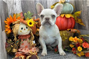 Hannah - French Bulldog for sale