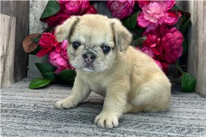 Mary - French Bulldog for sale