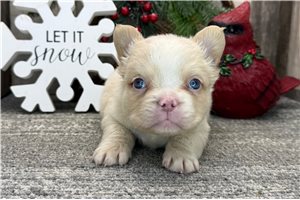 Elsie - French Bulldog for sale