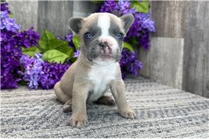 Theodore - puppy for sale