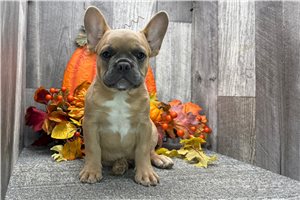 Bishop - puppy for sale
