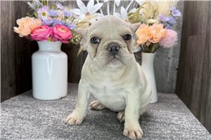 Myra - puppy for sale