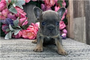 Amanda - puppy for sale