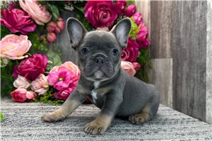 Sydney - French Bulldog for sale