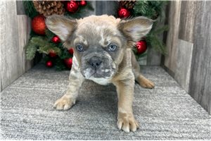 Rosemary - puppy for sale