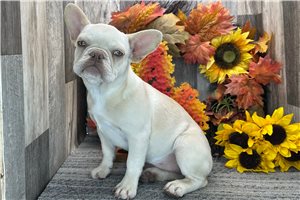 Hannah - French Bulldog for sale