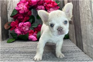 Ruth - French Bulldog for sale