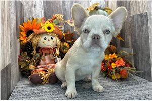 Lydia - French Bulldog for sale