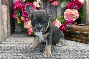 Tatiana - French Bulldog for sale
