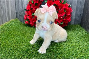 Katherine - puppy for sale